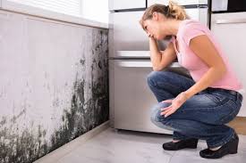 Professional Mold Removal in Daniels, WV